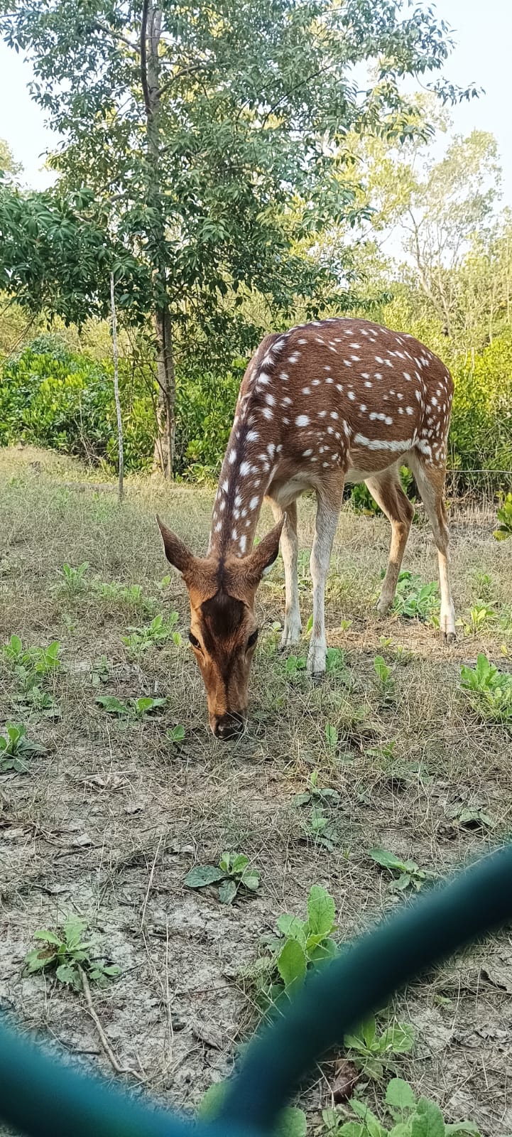 Gallery food image 5